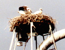 stork