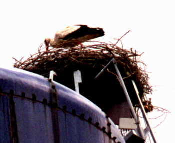 stork