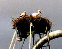 stork