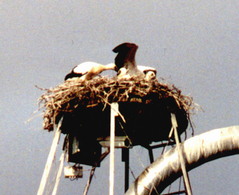 stork